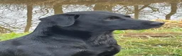 Labrador Retriever dogs for sale: Outstanding working lab pups  in Preston - Advert 2