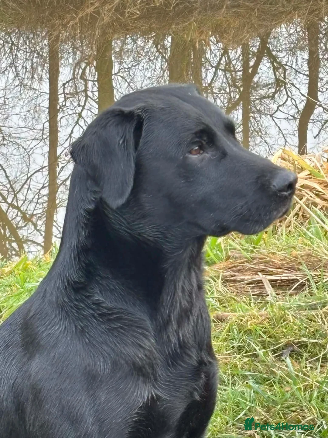 Labrador Retriever dogs for sale: Outstanding working lab pups  in Preston - Advert 2