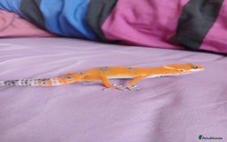 Leopard Gecko reptiles for sale: Baby's leopard geckos  in Rochester - Image 7
