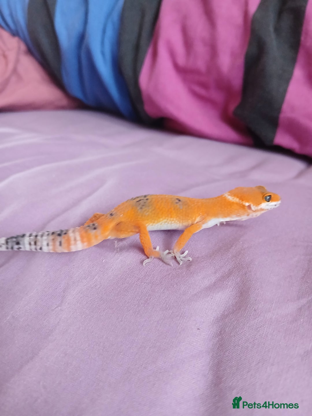 Leopard Gecko reptiles for sale: Baby's leopard geckos  in Rochester - Image 7