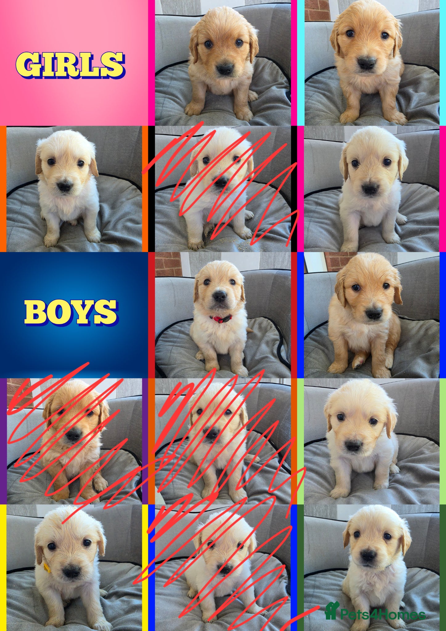 Golden Retriever dogs KC Puppies cream & gold - Advert 3