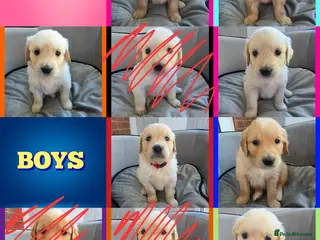 Golden Retriever dogs KC Puppies cream & gold - Advert 1