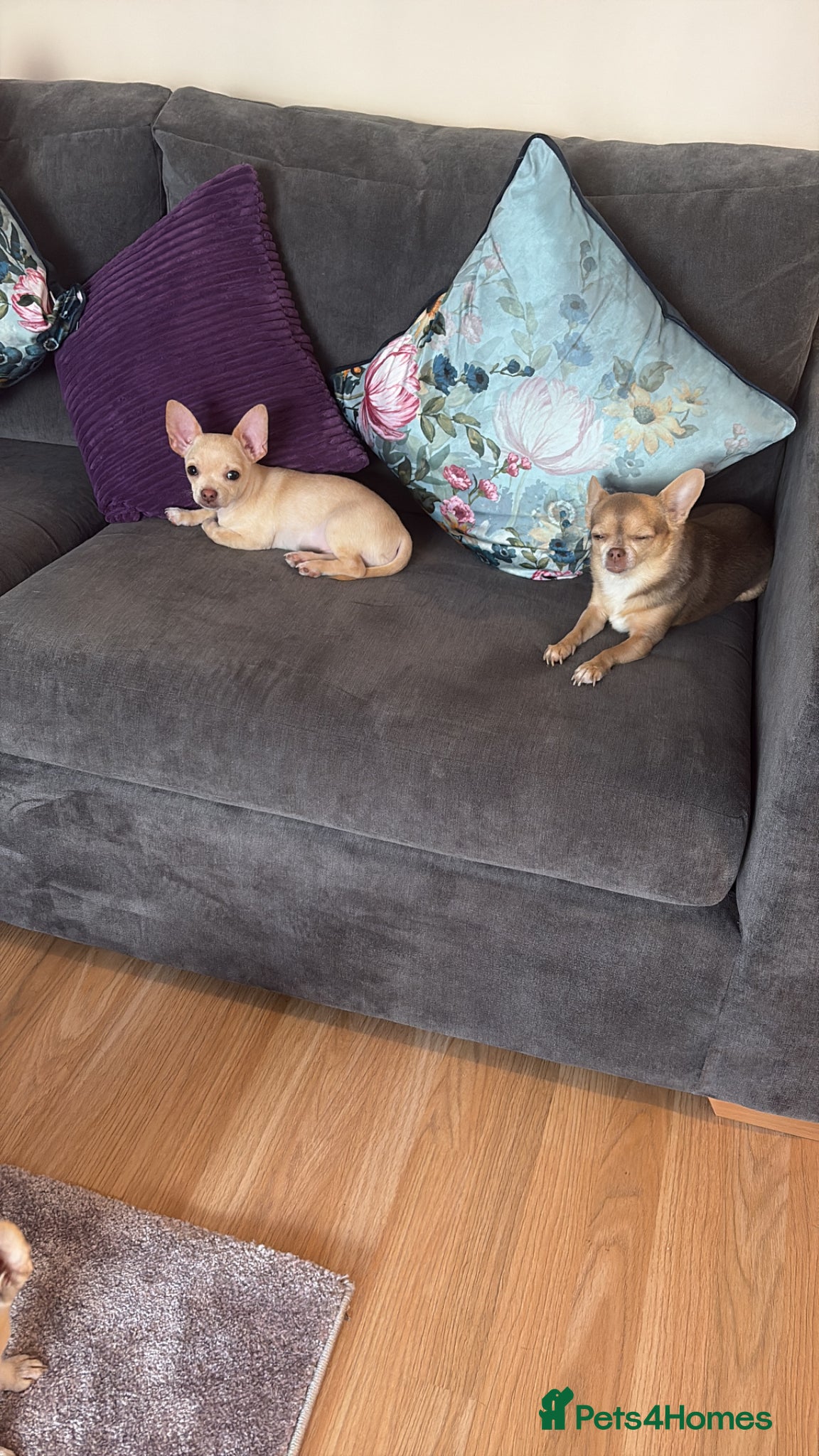 Chihuahua dogs for sale: 1 boy left - Advert 6
