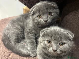 Scottish Fold cats Mother cat and Scottish fold kittens - Advert 9