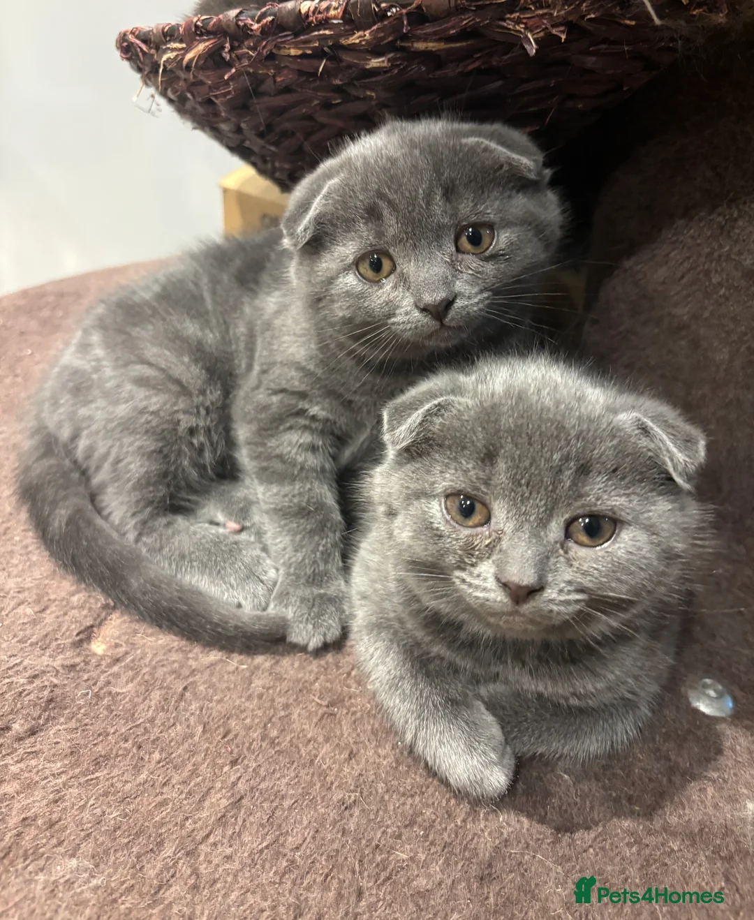 Scottish Fold cats for sale: Mother cat and Scottish fold kittens - Advert 1