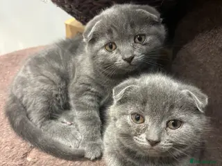 Scottish Fold cats Mother cat and Scottish fold kittens - Advert 4