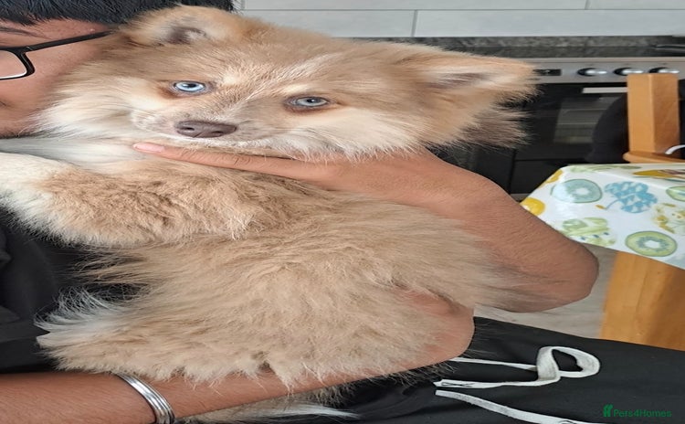 Pomsky dogs Lilac fawn wooly coat sky blue eyes, Mila - Advert 2