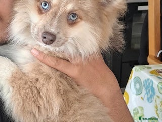 Pomsky dogs Lilac fawn wooly coat sky blue eyes, Mila - Advert 6