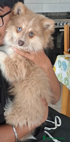 Pomsky dogs Lilac fawn wooly coat sky blue eyes, Mila - Advert 2