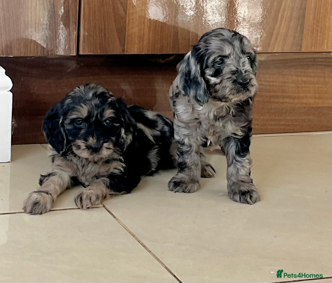 Cockapoo dogs for sale: Beautiful F1 Cockapoo puppies  - Image 15