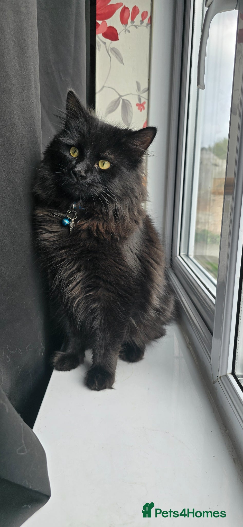 British Longhair cats Storm - Advert 6