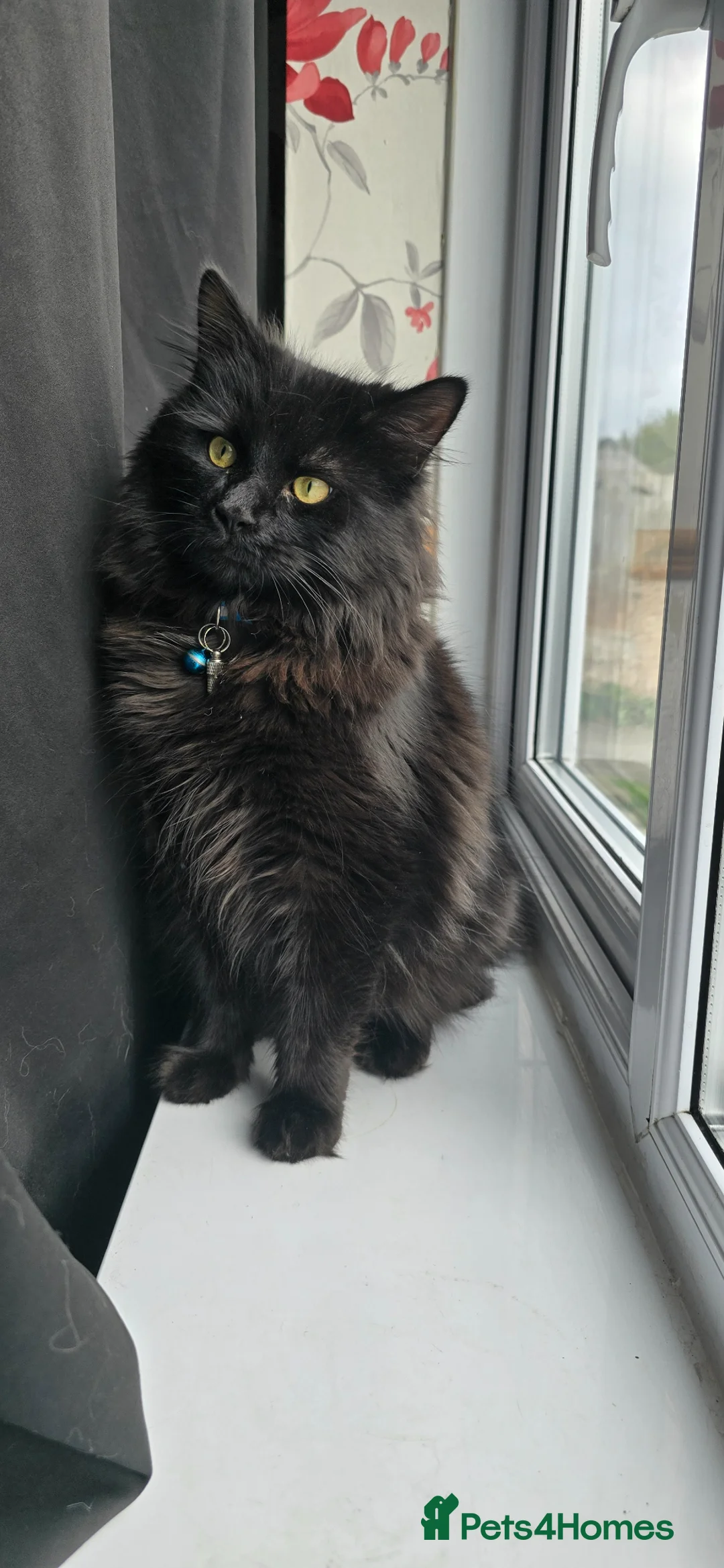 British Longhair cats for sale: Storm - Advert 1