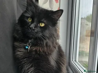 British Longhair cats Storm - Advert 5