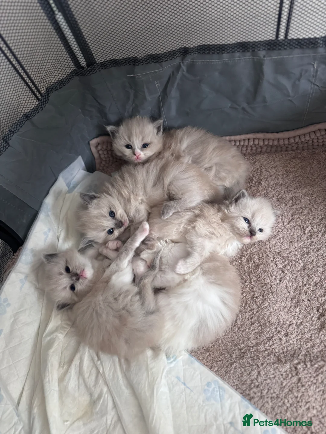 Ragdoll cats for sale: 3 beautiful mink ragdoll kittens  - Advert 1