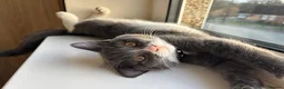 Mixed Breed cats for sale: Beautiful British short hair mixed Russianblue cat - Advert 2