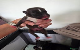 Staffordshire Bull Terrier dogs for sale: STAFFORDSHIRE BULL TERRIOR PUPPIES - Image 21