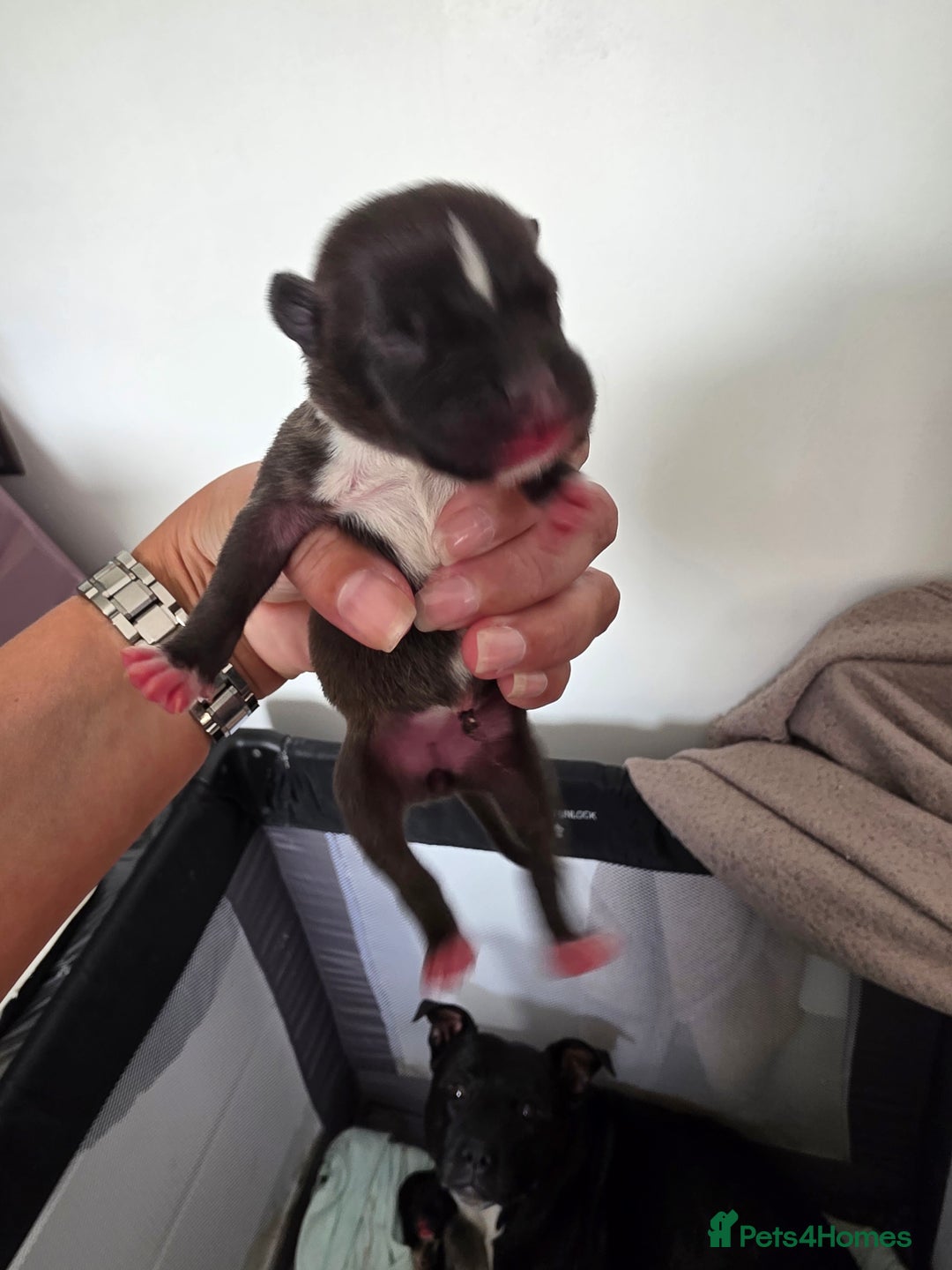 Staffordshire Bull Terrier dogs for sale: STAFFORDSHIRE BULL TERRIOR PUPPIES - Image 21
