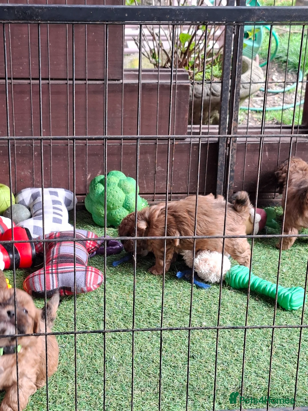 Shihpoo dogs for sale: Adorable F1 Shihpoo puppies  - Advert 24