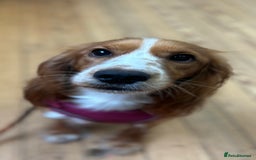 Cocker Spaniel dogs for sale: Amazing Bright Cockers - Image 1