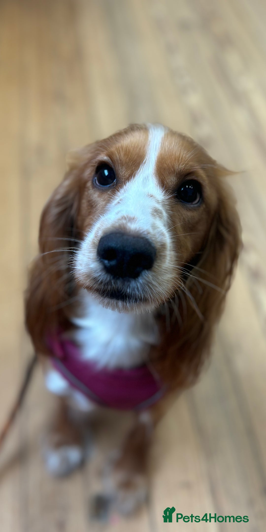 Cocker Spaniel dogs for sale: Amazing Bright Cockers - Image 1