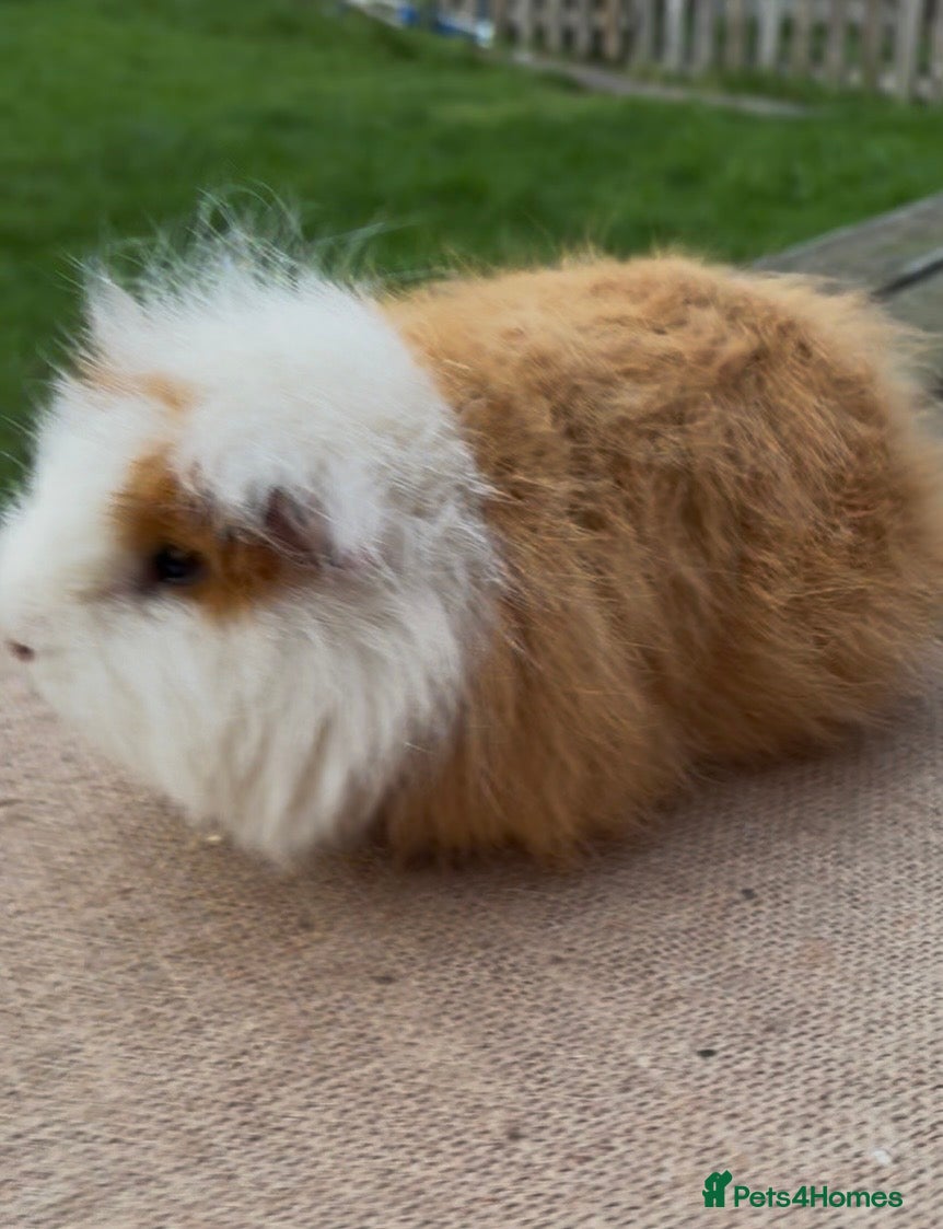 Guinea Pig rodents Swiss boar 5 months - very well handled  - Advert 2