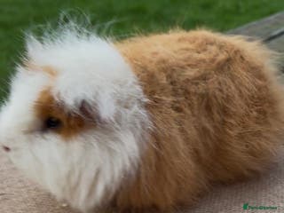 Guinea Pig rodents Swiss boar 5 months - very well handled - Advert 2