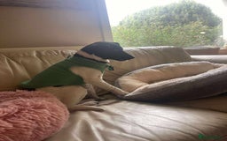 Mixed Breed dogs for adoption: STELLA - Small 10 mth old Pocket Pointer type girl - Image 6