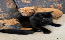 Rhodesian Ridgeback dogs for sale: KC reg Rhodesian Ridgeback puppies - Image 7