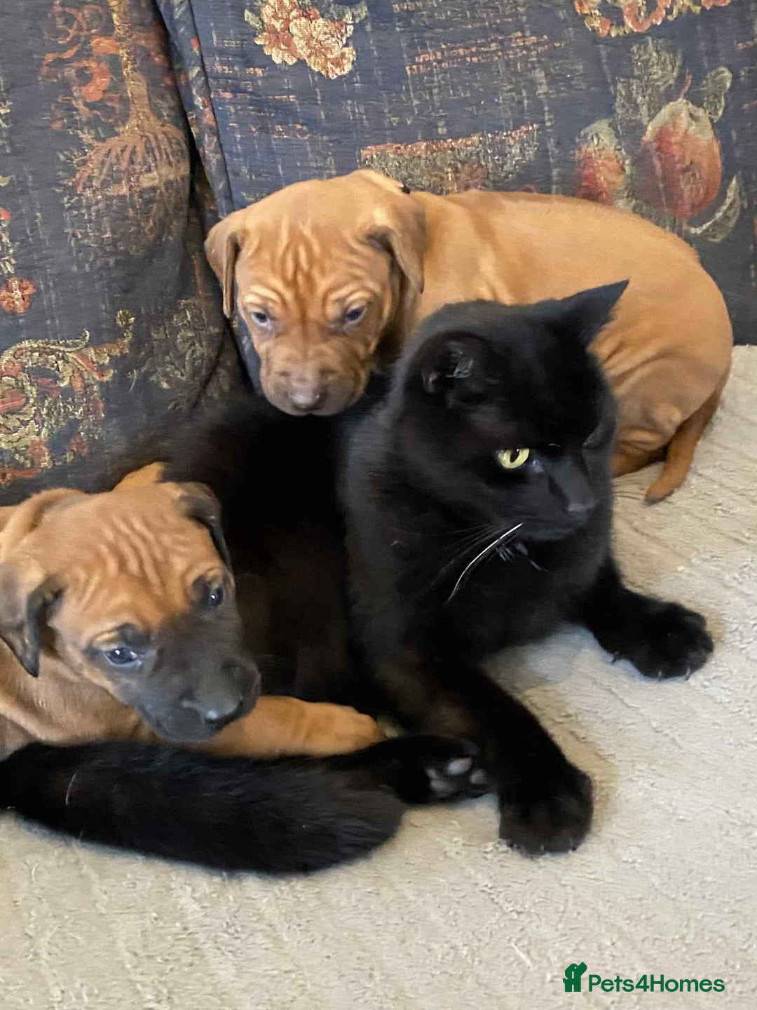 Rhodesian Ridgeback dogs for sale: KC reg Rhodesian Ridgeback puppies - Image 7