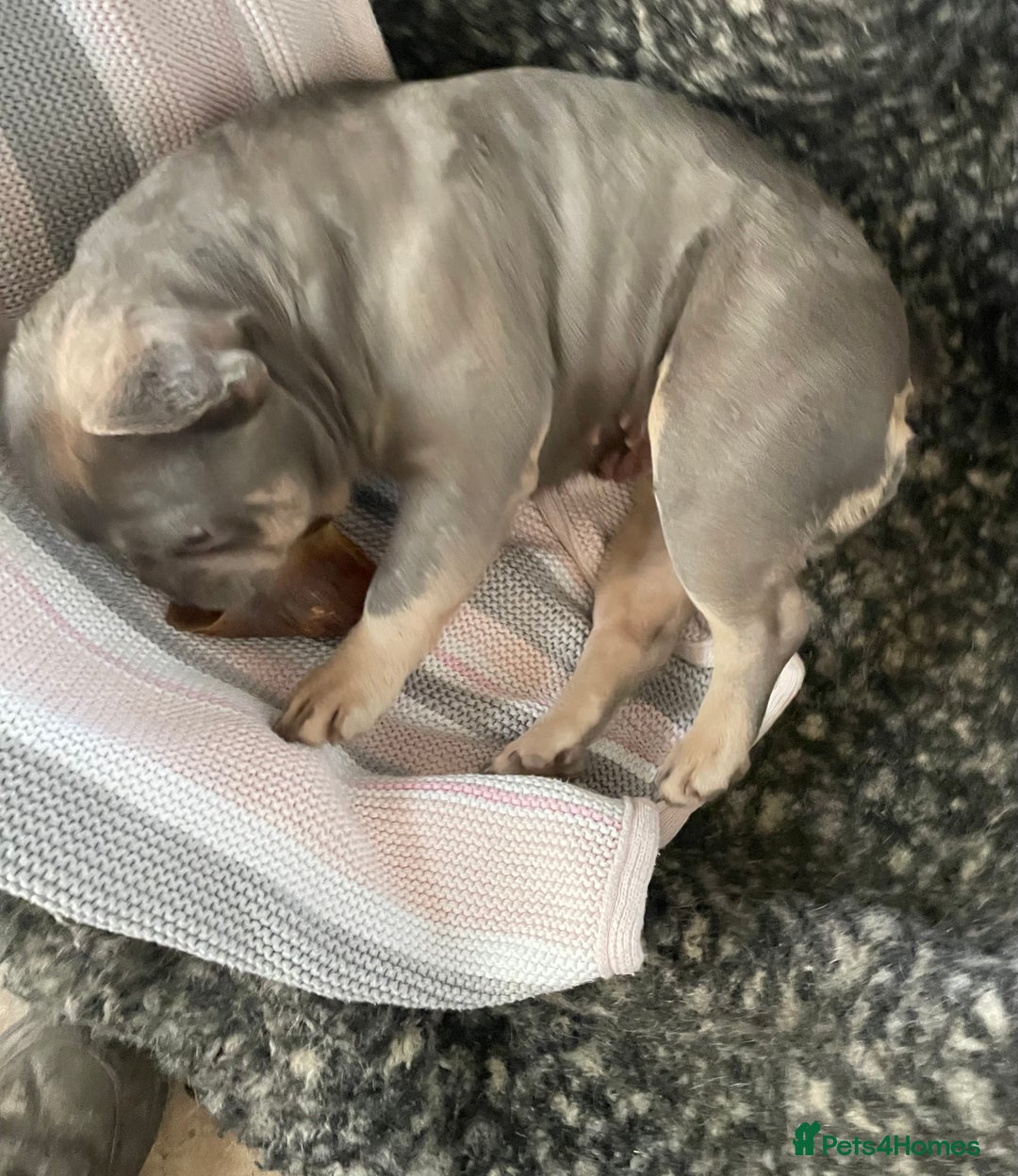 French Bulldog dogs for sale: KC REGISTERED HEALTH TESTED FRENCH BULLDOGS  - Advert 2