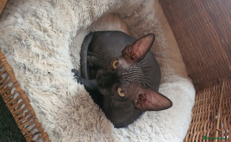 Sphynx cats in Cannock - Advert 5