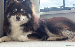 Pomsky dogs for stud: 🧪Embark tested!! ⭐️ F3 Pomsky Choc & Cream - Image 4