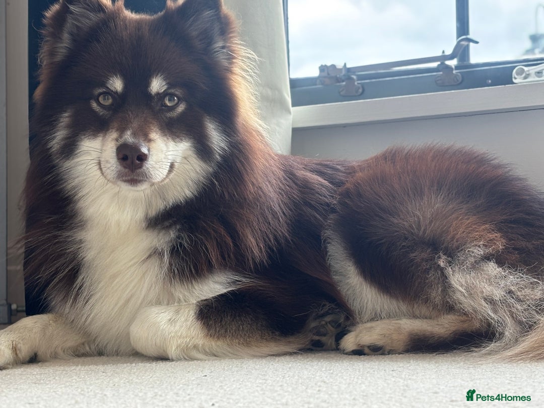 Pomsky dogs for stud: 🧪Embark tested!! ⭐️ F3 Pomsky Choc & Cream - Image 4