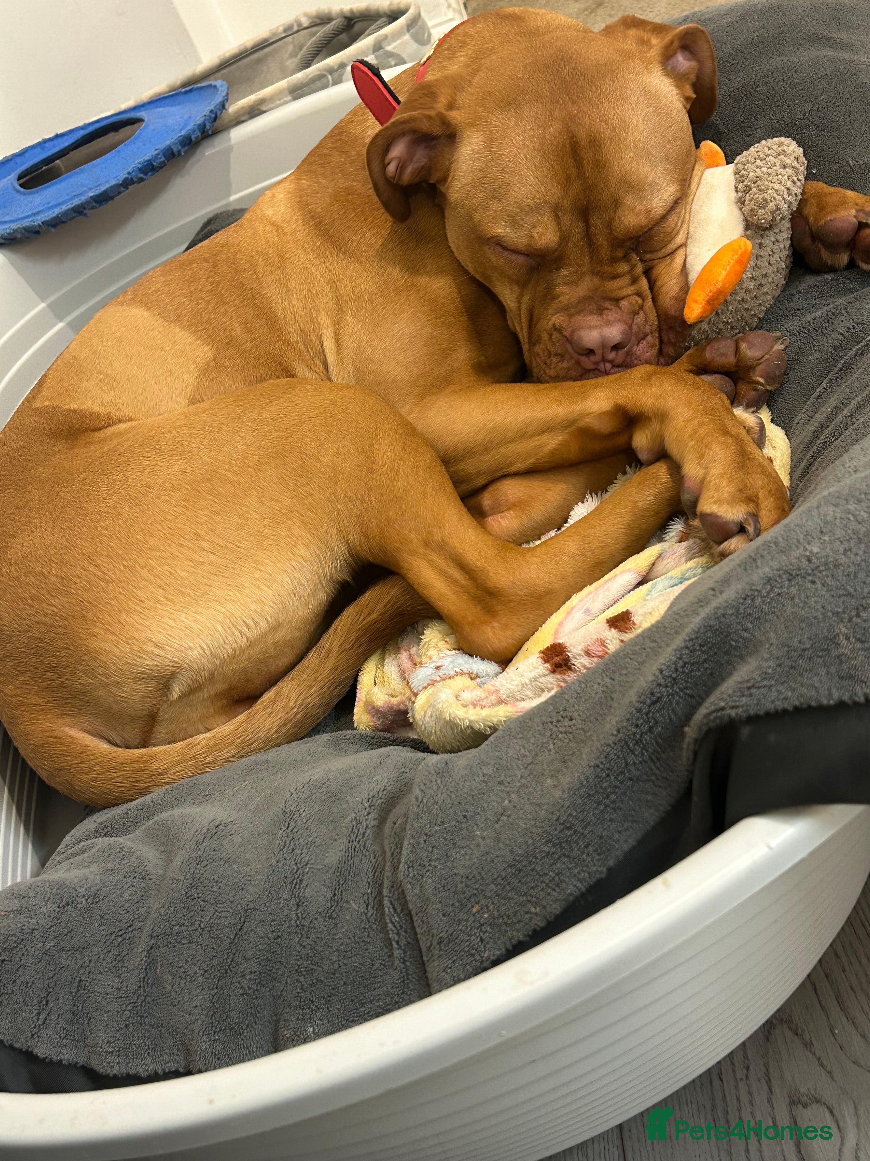 Dogue De Bordeaux dogs Daisy  - Advert 1