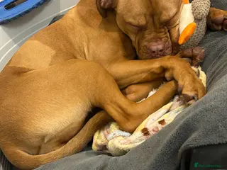 Dogue De Bordeaux dogs Daisy - Advert 4