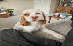 Cockapoo dogs for sale:  Cockerpoo f2b female 21 months old - Image 2