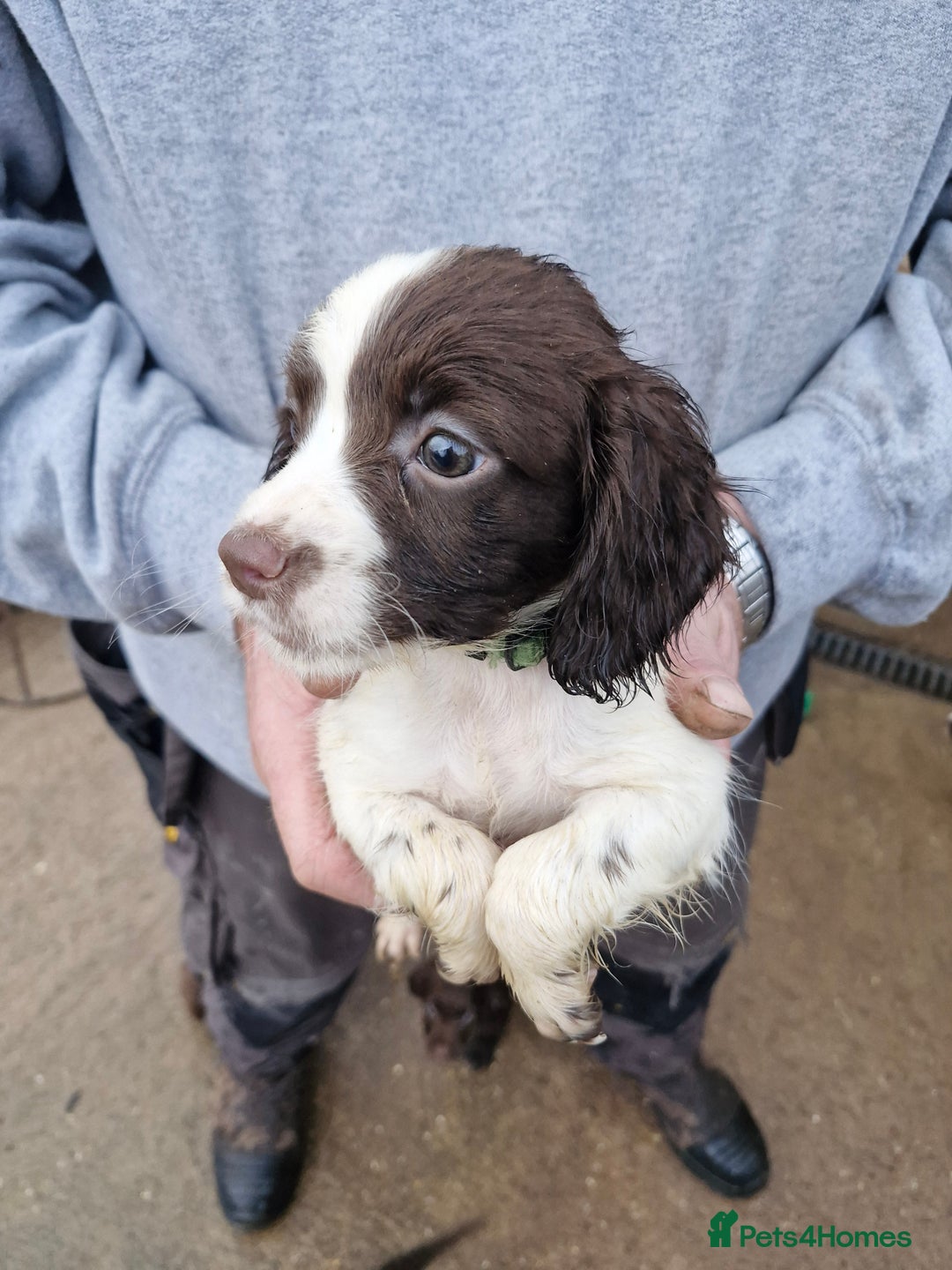 Sprocker dogs for sale: 9 lovely sprocker spaniel puppies for sale - Advert 19