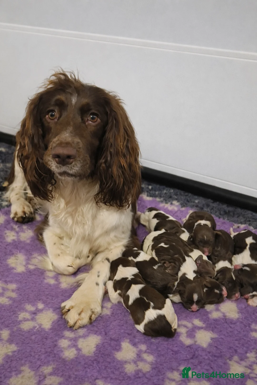 English Springer Spaniel dogs for sale:  Beautiful Liver & White Springer Spaniels - Advert 4