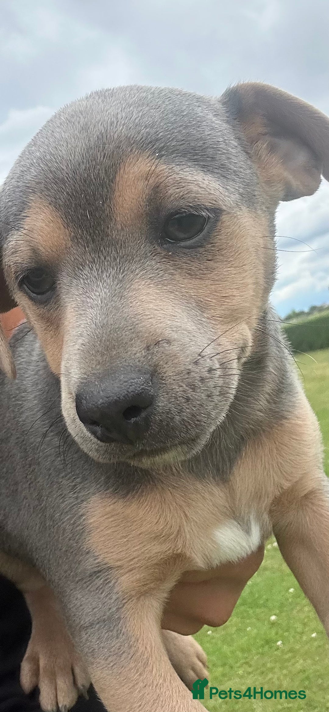 Jack Russell dogs for sale: Jack Russell, stunning litter,  in Doncaster - Image 37