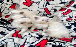 Ragdoll cats for sale: Ragdoll kittens  - Image 7