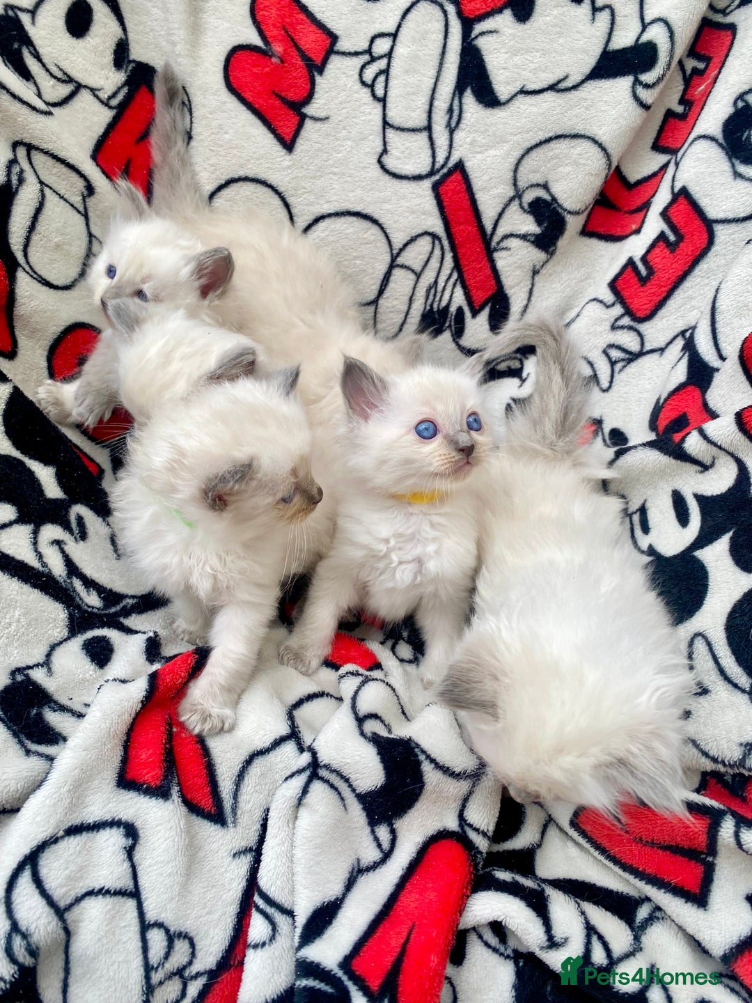 Ragdoll cats for sale: Ragdoll kittens  - Image 7
