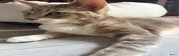 Mixed Breed cats for sale: Eyptian mau x british short hair kittens in Chelmsford - Advert 1
