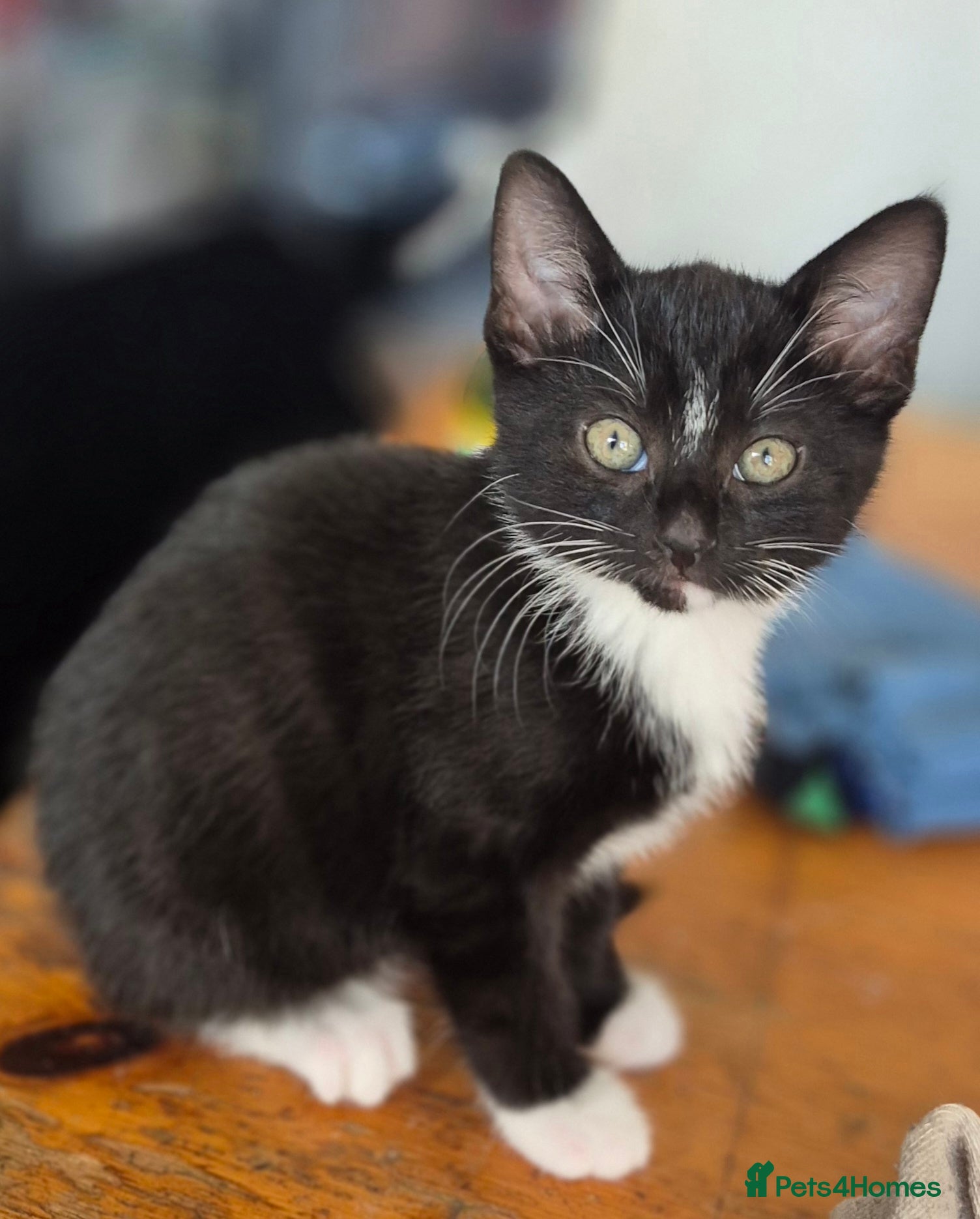 Mixed Breed cats Beautiful tuxedo female left  - Advert 6