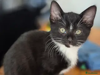 Mixed Breed cats Beautiful tuxedo female left - Advert 6