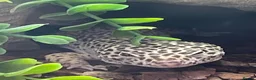 Leopard Gecko reptiles for sale: Leopard Gecko - Advert 3