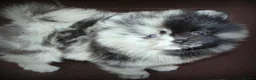 Pomeranian dogs for stud: Blue Merle Stud  - Advert 4
