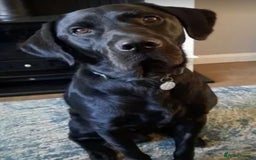 Labrador Retriever dogs for stud: PROVEN KC Registered Black Labrador for Stud Kent in Dover - Image 7