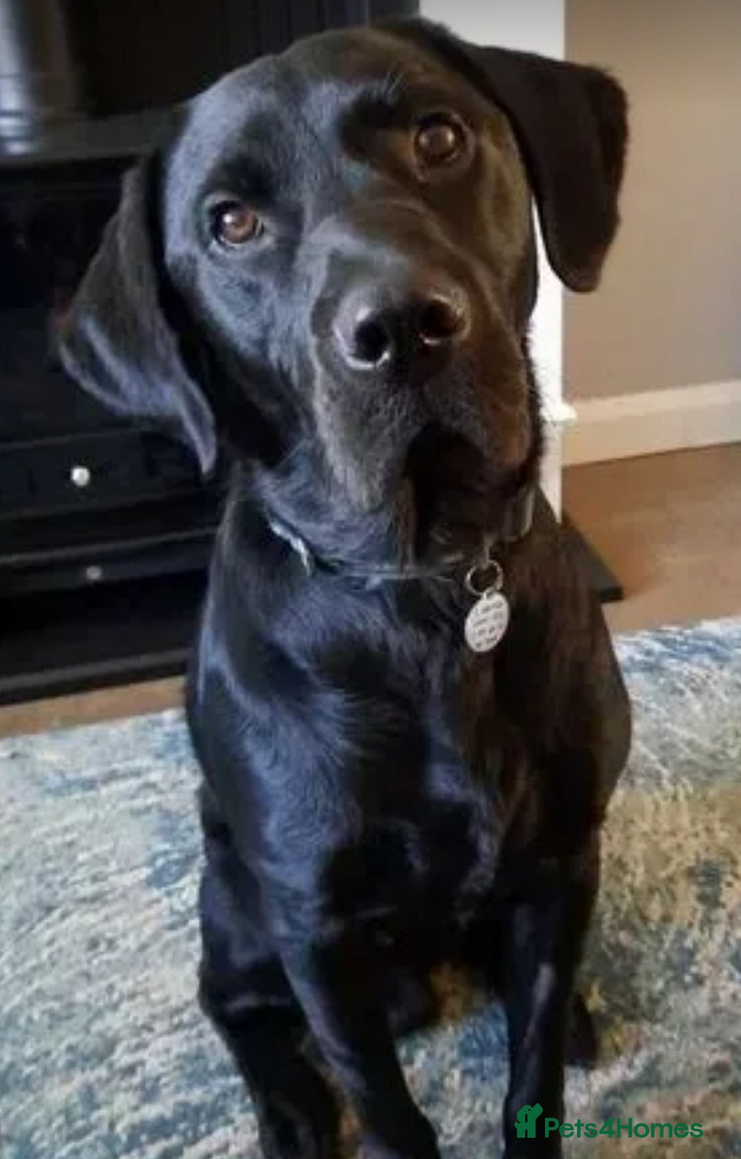 Labrador Retriever dogs for stud: PROVEN KC Registered Black Labrador for Stud Kent in Dover - Image 7