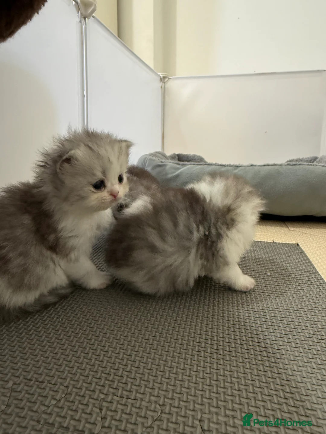 British Longhair cats for sale: British long hair & persian chinchilla  - Advert 2