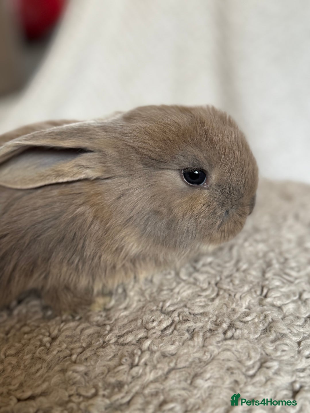 French Lop rabbits for sale: ❤️ Hand Raised French Lop Babies - Advert 4